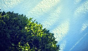 Preview wallpaper leaves, bush, sand, shadow