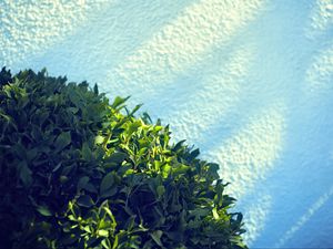 Preview wallpaper leaves, bush, sand, shadow