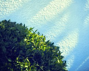 Preview wallpaper leaves, bush, sand, shadow