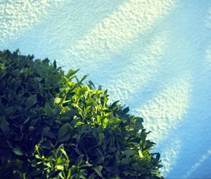 Preview wallpaper leaves, bush, sand, shadow