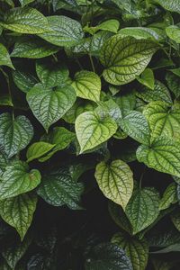 Preview wallpaper leaves, bush, veins, glossy