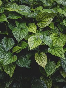 Preview wallpaper leaves, bush, veins, glossy