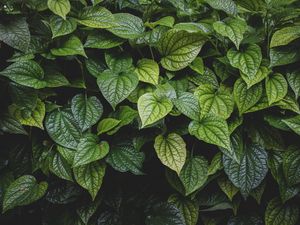 Preview wallpaper leaves, bush, veins, glossy