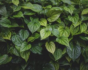 Preview wallpaper leaves, bush, veins, glossy