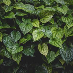 Preview wallpaper leaves, bush, veins, glossy