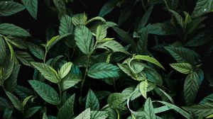 Preview wallpaper leaves, bushes, branches, green