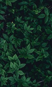 Preview wallpaper leaves, bushes, green, dark