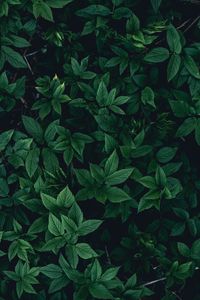 Preview wallpaper leaves, bushes, green, dark