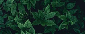 Preview wallpaper leaves, bushes, green, dark