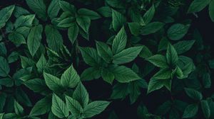 Preview wallpaper leaves, bushes, green, dark