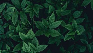 Preview wallpaper leaves, bushes, green, dark