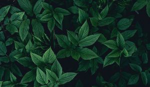 Preview wallpaper leaves, bushes, green, dark