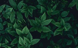 Preview wallpaper leaves, bushes, green, dark