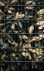 Preview wallpaper leaves, bushes, lattice