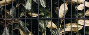 Preview wallpaper leaves, bushes, lattice