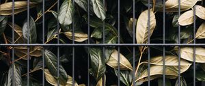 Preview wallpaper leaves, bushes, lattice