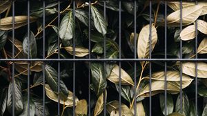 Preview wallpaper leaves, bushes, lattice