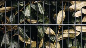 Preview wallpaper leaves, bushes, lattice