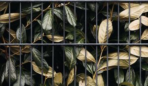 Preview wallpaper leaves, bushes, lattice