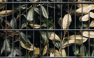 Preview wallpaper leaves, bushes, lattice