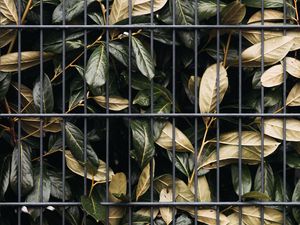 Preview wallpaper leaves, bushes, lattice