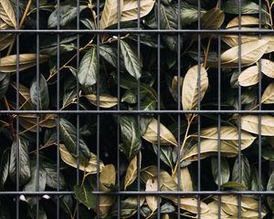 Preview wallpaper leaves, bushes, lattice