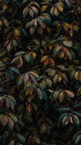 Preview wallpaper leaves, bushes, plant, vegetation
