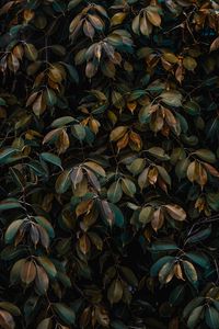 Preview wallpaper leaves, bushes, plant, vegetation