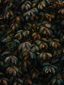Preview wallpaper leaves, bushes, plant, vegetation