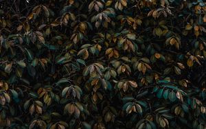 Preview wallpaper leaves, bushes, plant, vegetation