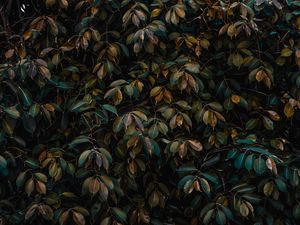 Preview wallpaper leaves, bushes, plant, vegetation