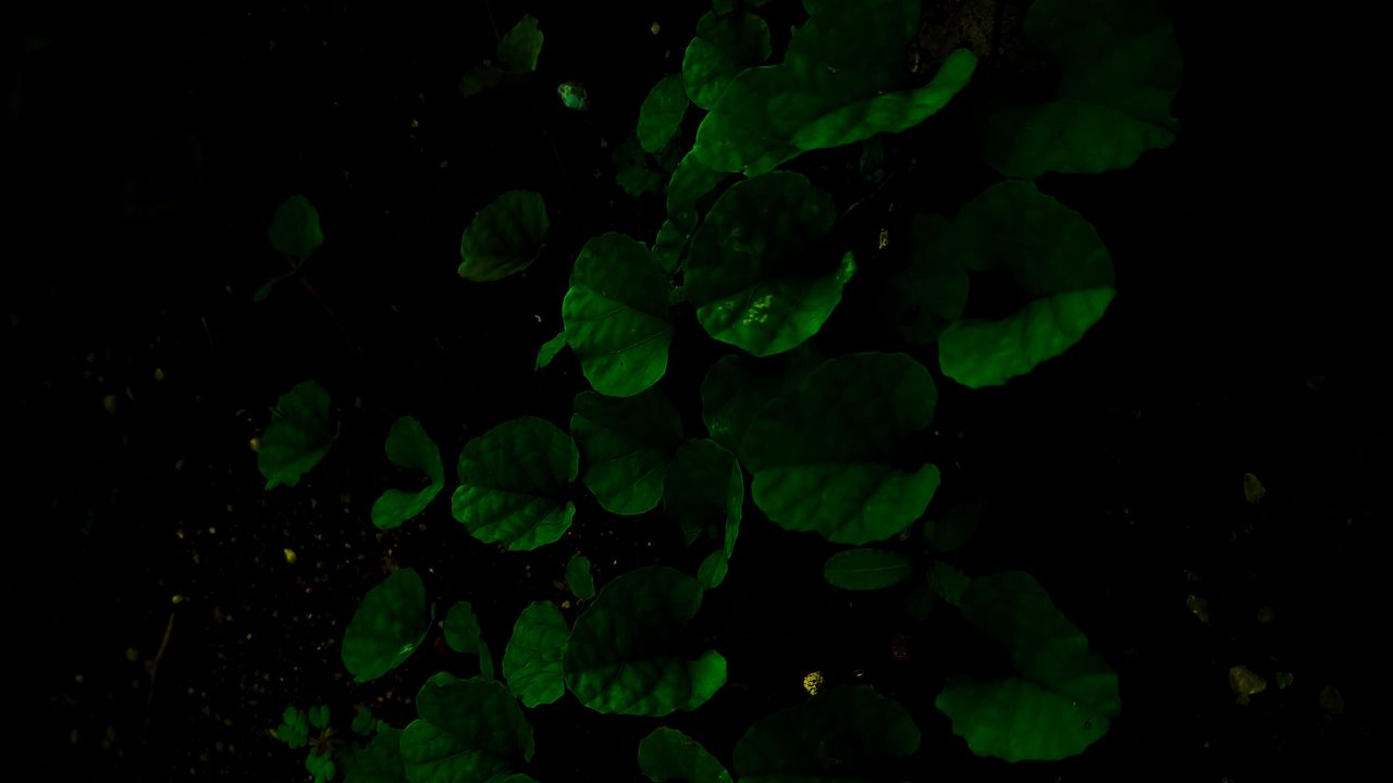 Wallpaper leaves, bushes, plant, dark