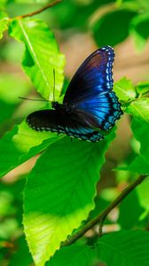 Preview wallpaper leaves, butterfly, blue, branches, tree, nature