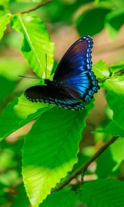 Preview wallpaper leaves, butterfly, blue, branches, tree, nature