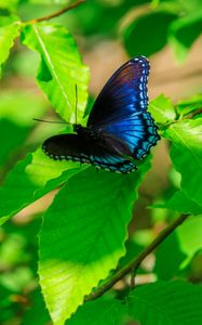 Preview wallpaper leaves, butterfly, blue, branches, tree, nature