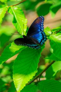 Preview wallpaper leaves, butterfly, blue, branches, tree, nature