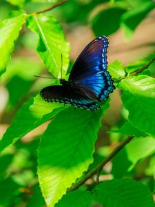 Preview wallpaper leaves, butterfly, blue, branches, tree, nature