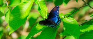 Preview wallpaper leaves, butterfly, blue, branches, tree, nature