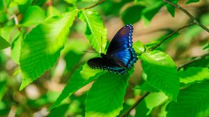Preview wallpaper leaves, butterfly, blue, branches, tree, nature
