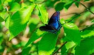 Preview wallpaper leaves, butterfly, blue, branches, tree, nature