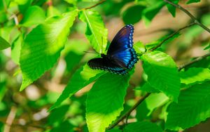 Preview wallpaper leaves, butterfly, blue, branches, tree, nature