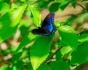 Preview wallpaper leaves, butterfly, blue, branches, tree, nature