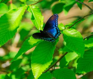 Preview wallpaper leaves, butterfly, blue, branches, tree, nature