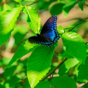 Preview wallpaper leaves, butterfly, blue, branches, tree, nature