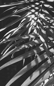 Preview wallpaper leaves, bw, branches, plant