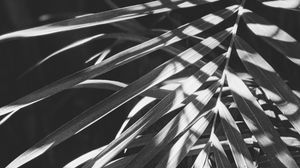 Preview wallpaper leaves, bw, branches, plant