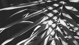 Preview wallpaper leaves, bw, branches, plant