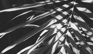 Preview wallpaper leaves, bw, branches, plant