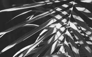 Preview wallpaper leaves, bw, branches, plant