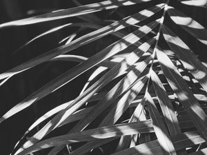 Preview wallpaper leaves, bw, branches, plant